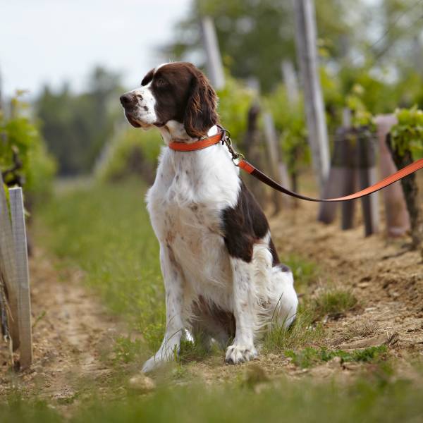 Alexandre Mareuil Lederhalsband orange - Klüngelkram Gut Grambow Fieldsports